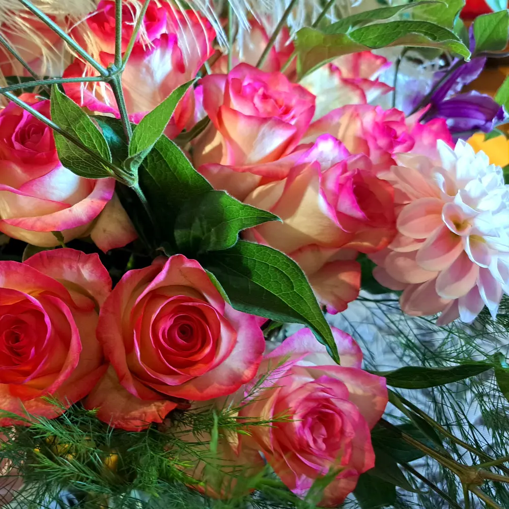 Composition florale présentée lors de l’événement Castelflora, au château de Reinhardstein, comprenant des roses bicolores caractérisées par des pétales jaune pâle au centre avec une bordure rose vif à fuchsia, un dahlia, une clématite et un feuillage d’asparagus plumosus.